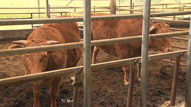 Cows in a country barn