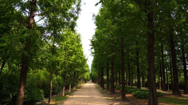 Quiet pathway through a lush green forest during the daytime