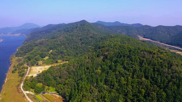 View of a lush green forest in daytime