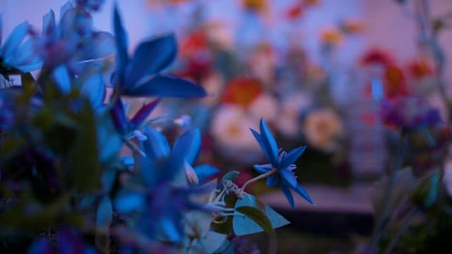 Vibrant Blur Flowers among Colorful Flower Fields at Dusk