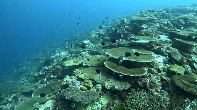 Vibrant coral reef teeming with fish