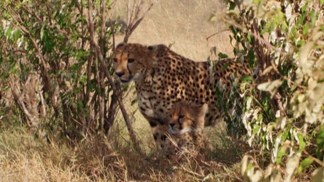 Cheetahs Resting Under the Shade of a Tree in the Grassland