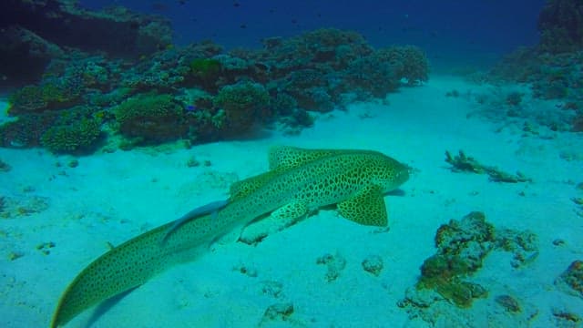 Leopard shark swimming near coral reefs