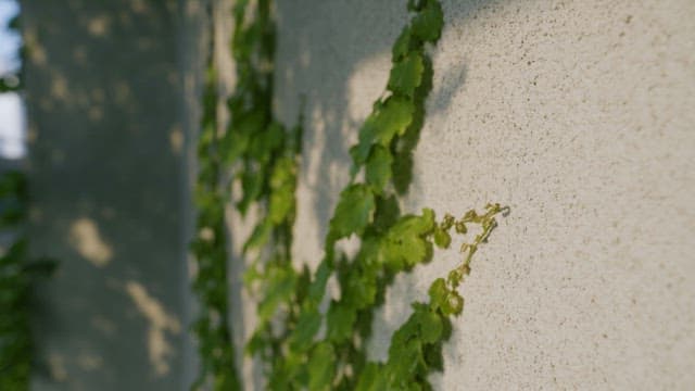 Ivy Leaves Clinging to a Sunlit Wall