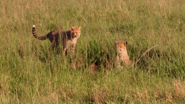 Cheetah cubs playing in the grasslands