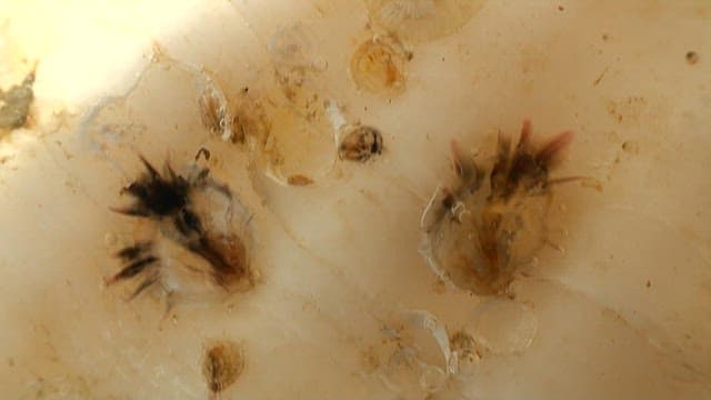 Close-up of a arrowworm in sea