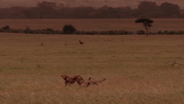 Serene Savannah at Dusk with Roaming Cheetahs