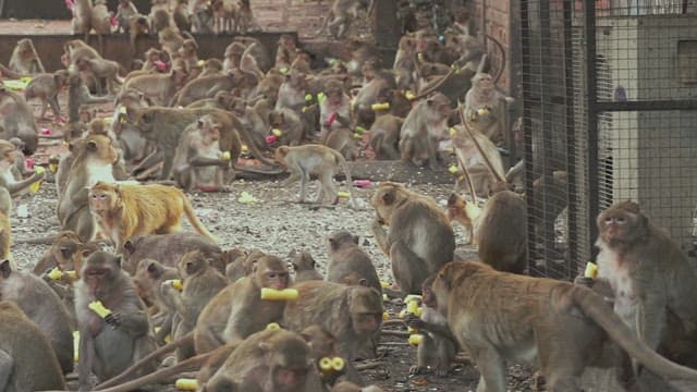 Monkeys Sitting Together on the Ground and Eating