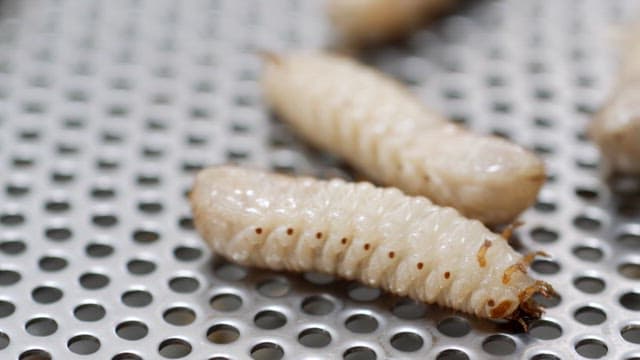 Cicada larva crawling on a perforated metal surface