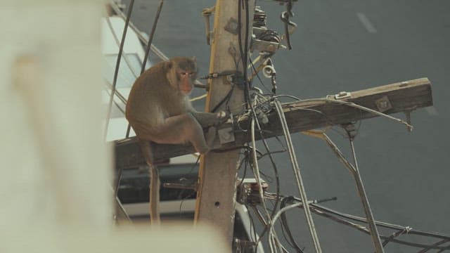 Monkey Moving Between the Wires of a Telephone Pole