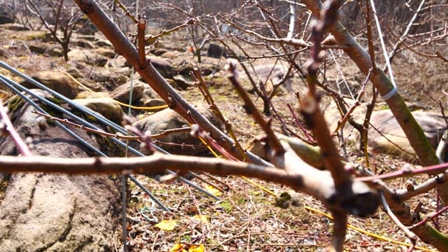 Budding Tree Branches on a Sunny Day