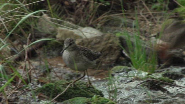 Tringa glareolas foraging along a stream in the forest