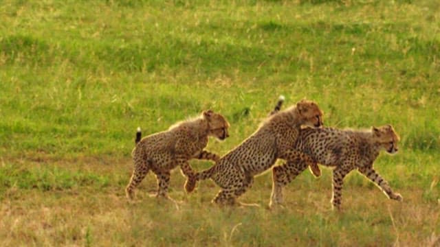 Cheetahs Walking Together in the Grassland