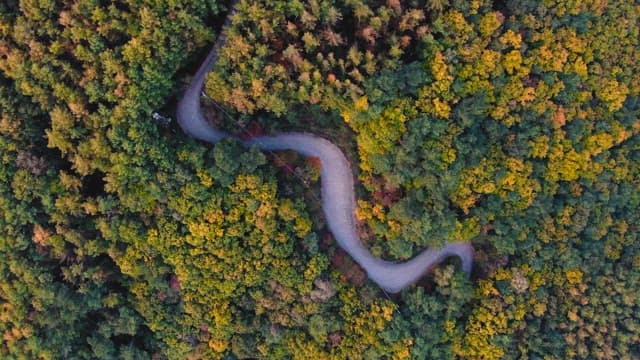Winding Road Through a Verdant Forest