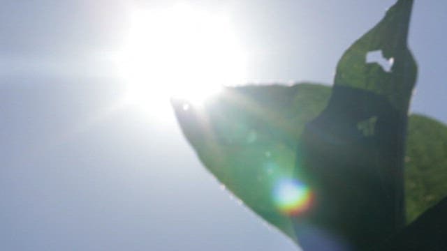 Sunlight shining through a green leaf