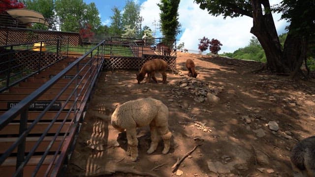 Alpacas grazing and relaxing on a sunny hillside