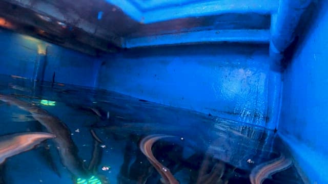 Eels swimming in a blue enclosed tank