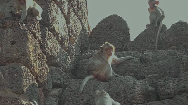 Monkeys Walking on a Stone Structure in Ancient Temple