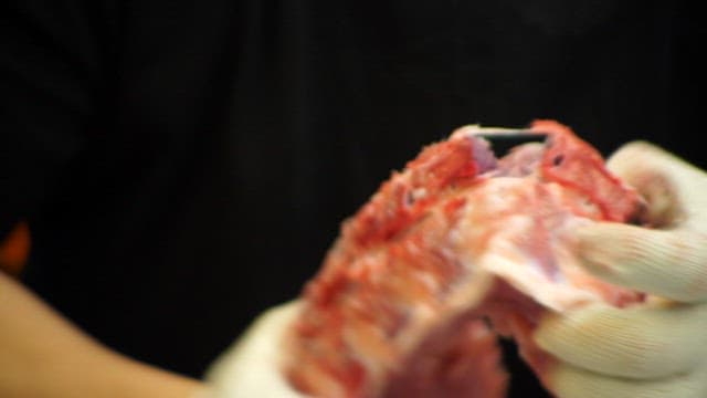 Person handling raw pork meat with gloves
