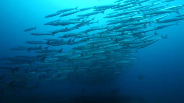 School of fish swimming in the ocean