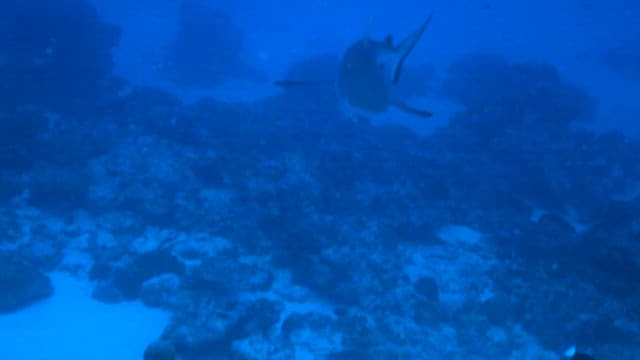 Graceful sharks swimming in the deep blue sea