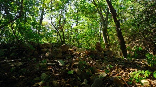 Forest landscape on a sunny day with foliage and stones