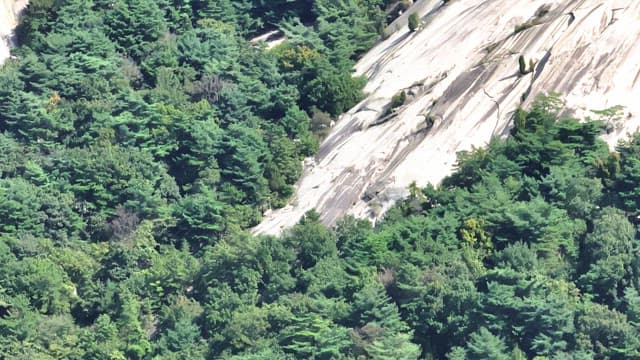 Lush green forest with rocky cliffs