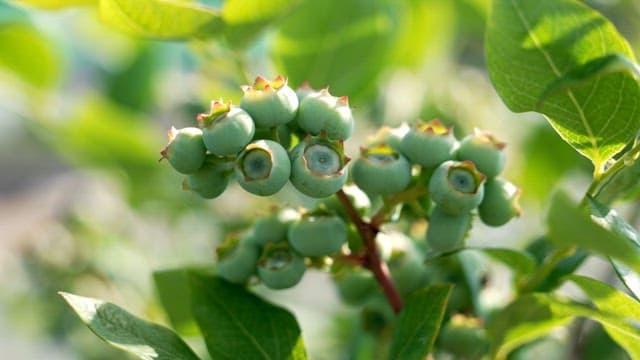 Green blueberries growing on a branch