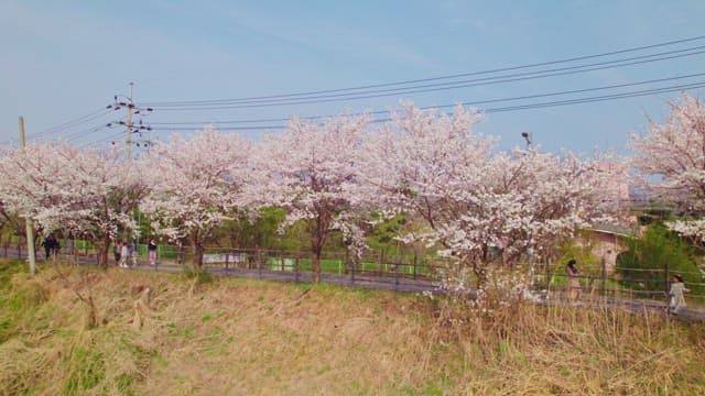 Cherry blossoms along beautiful street