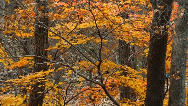 Autumnal Forest Displaying Vibrant Yellow Leaves