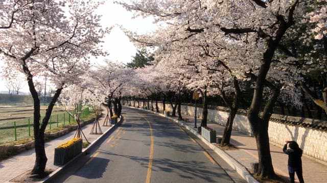 Cherry blossoms in full bloom along a serene road