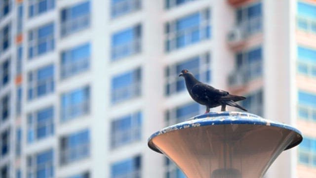 Pigeon Perched on Street Lamp