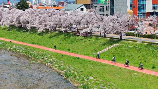 Cherry blossoms along a riverside path