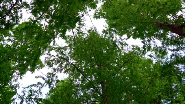 Tranquil view looking up at lush green trees in a forest