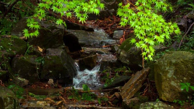 Stream flowing from top to bottom along rocks in the forest