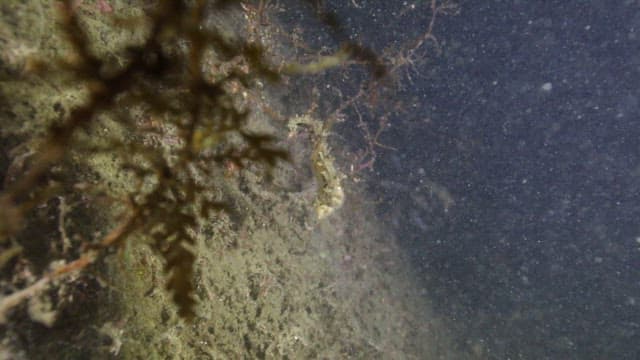 Underwater Scenery in the Sea