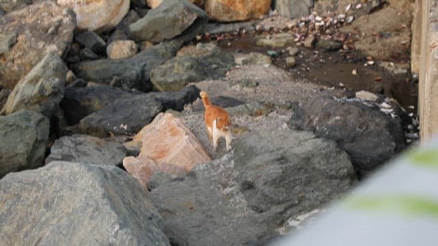 Ginger Cat Leisurely Walking on the Rocks on the Coast