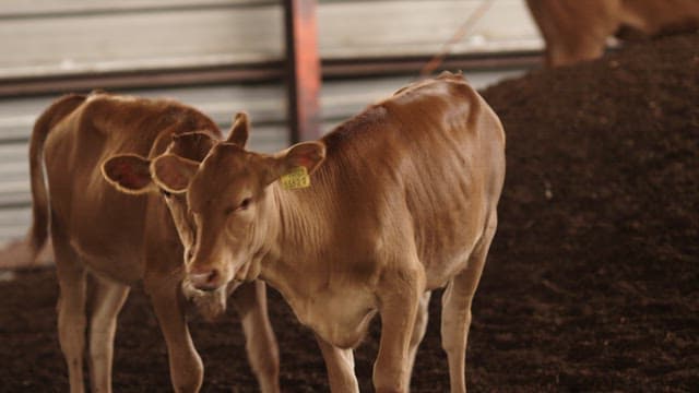 Two Baby Calves inside a Barn