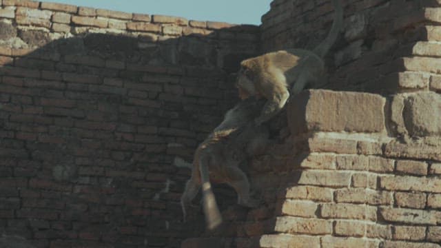 Monkeys Playing on a Stone Structure in Ancient Temple