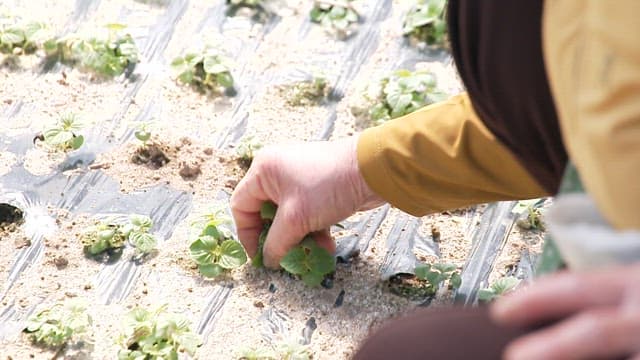 Person weeding the soil in a field