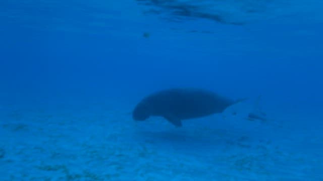 Dugong Swimming Peacefully Underwater