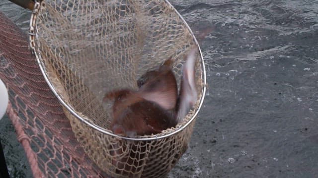 Fresh fish caught in a net from the sea