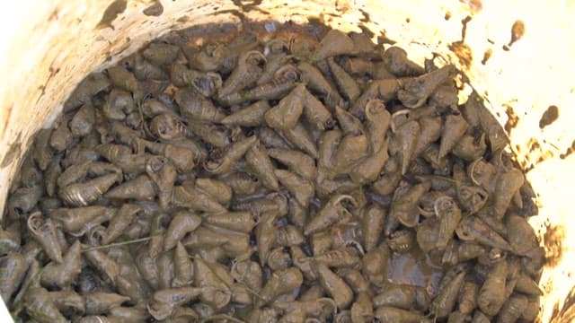 Sea snails collected from tidal flats