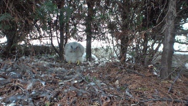 Fluffy baby hawk beneath the cover of dense trees