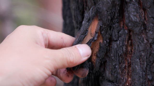Hand examining the burnt bark of a tree
