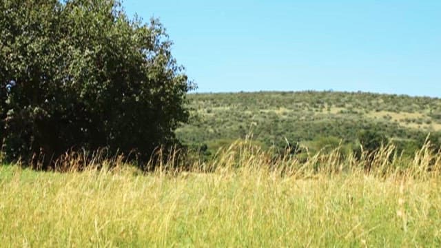 Vehicle Moving Through Grassland
