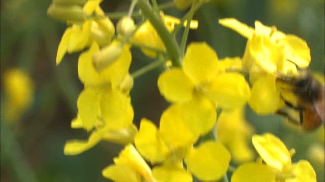 Bee Pollinating Vibrant Yellow Canola Flowers