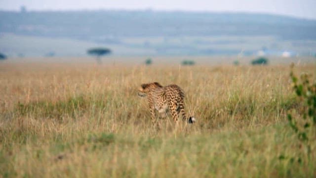 Cheetah Roaming in the Savanna Grassland