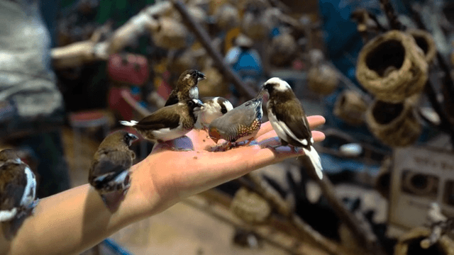 Birds eating feed from a person's hand