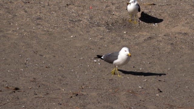 Seagulls walking on a sandy beach in sunlight